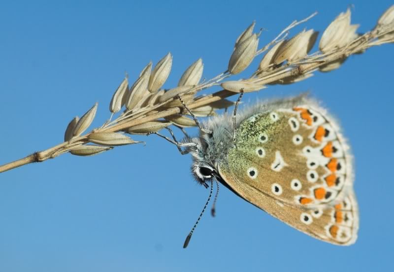 IMAGE: http://i62.photobucket.com/albums/h89/alliec_2006/butterfly4.jpg