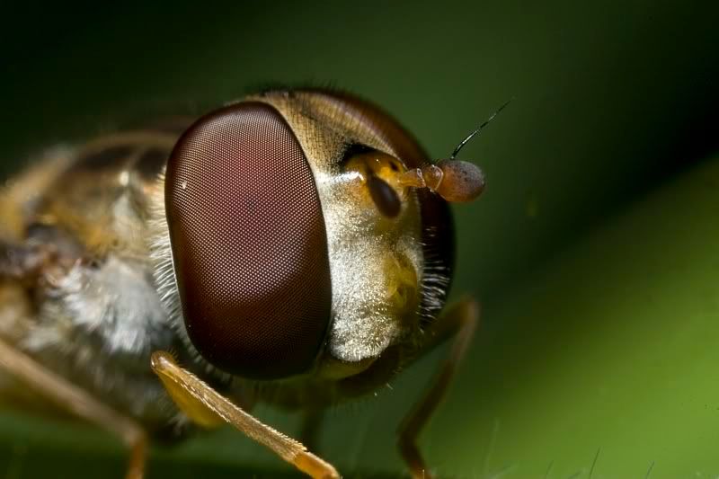 IMAGE: http://i62.photobucket.com/albums/h89/alliec_2006/cloned5x1.jpg