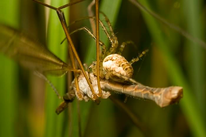 IMAGE: http://i62.photobucket.com/albums/h89/alliec_2006/craneflypotn.jpg