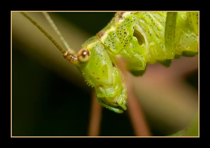 IMAGE: http://i62.photobucket.com/albums/h89/alliec_2006/cricketPOTN.jpg