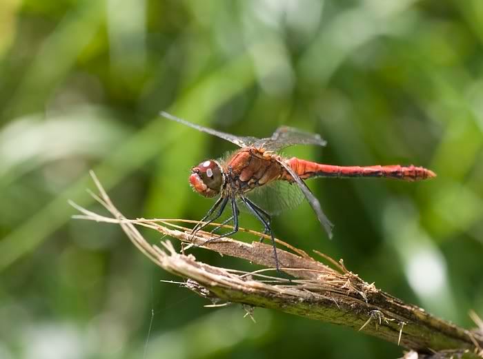 IMAGE: http://i62.photobucket.com/albums/h89/alliec_2006/darter-1.jpg