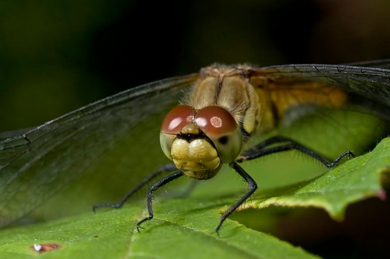 IMAGE: http://i62.photobucket.com/albums/h89/alliec_2006/darter.jpg