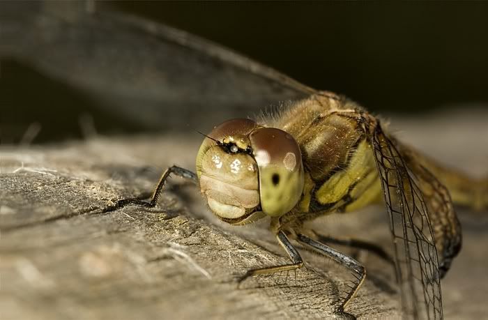 IMAGE: http://i62.photobucket.com/albums/h89/alliec_2006/darter1potn.jpg