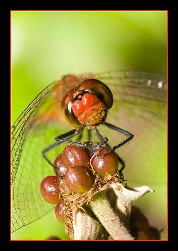 IMAGE: http://i62.photobucket.com/albums/h89/alliec_2006/darter4.jpg