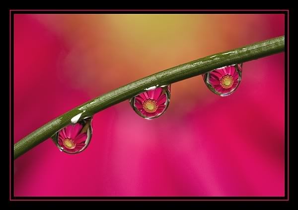 IMAGE: http://i62.photobucket.com/albums/h89/alliec_2006/dewdrop2potn.jpg