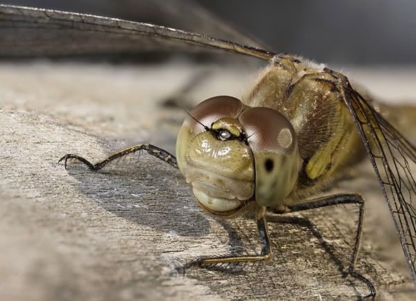IMAGE: http://i62.photobucket.com/albums/h89/alliec_2006/dragon-fly-portrait1-1.jpg
