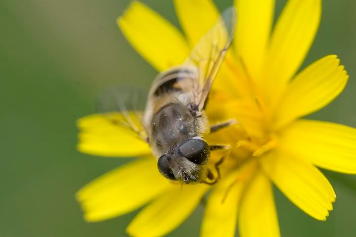 IMAGE: http://i62.photobucket.com/albums/h89/alliec_2006/dronefly.jpg