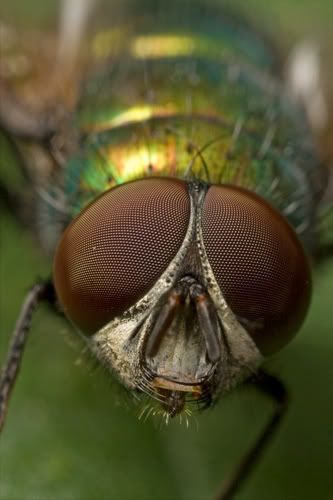 IMAGE: http://i62.photobucket.com/albums/h89/alliec_2006/eye-eye-small.jpg