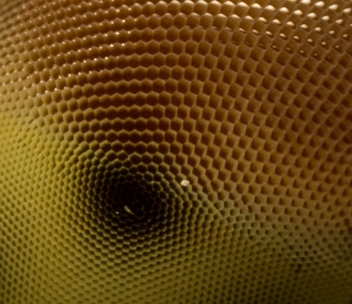 IMAGE: http://i62.photobucket.com/albums/h89/alliec_2006/eyecrop.jpg