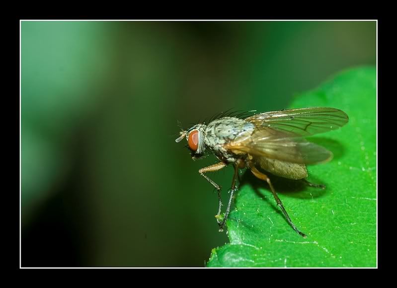 IMAGE: http://i62.photobucket.com/albums/h89/alliec_2006/fly-2.jpg