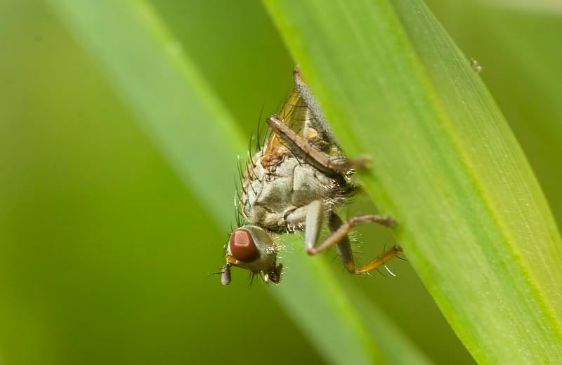 IMAGE: http://i62.photobucket.com/albums/h89/alliec_2006/fly-4.jpg