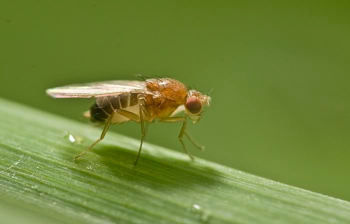 IMAGE: http://i62.photobucket.com/albums/h89/alliec_2006/fly-5.jpg