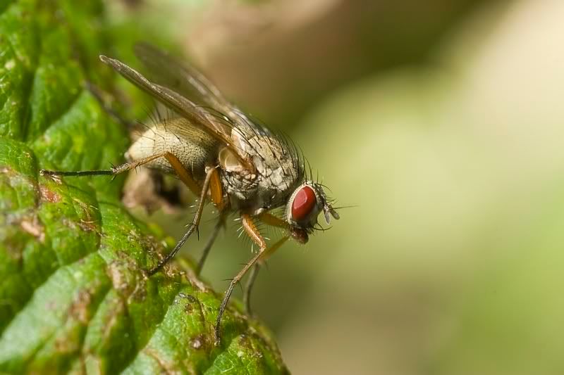 IMAGE: http://i62.photobucket.com/albums/h89/alliec_2006/fly1.jpg