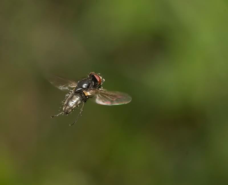 IMAGE: http://i62.photobucket.com/albums/h89/alliec_2006/fly11.jpg