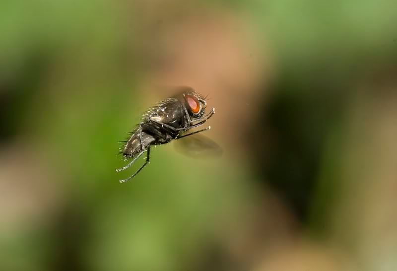 IMAGE: http://i62.photobucket.com/albums/h89/alliec_2006/fly12.jpg