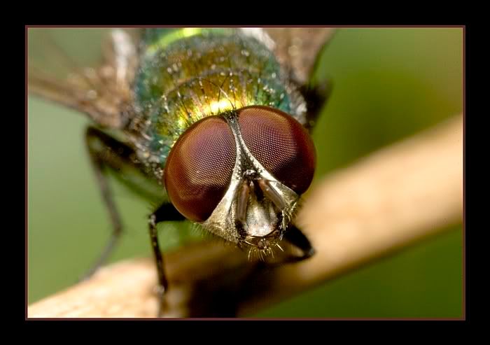 IMAGE: http://i62.photobucket.com/albums/h89/alliec_2006/fly1potn.jpg