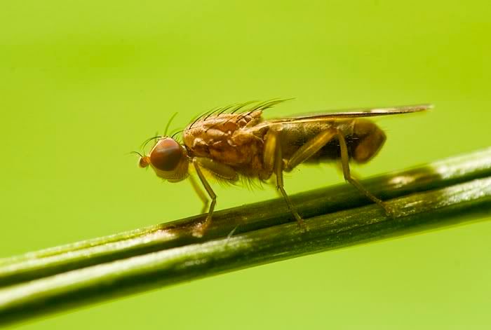 IMAGE: http://i62.photobucket.com/albums/h89/alliec_2006/fly2-1.jpg