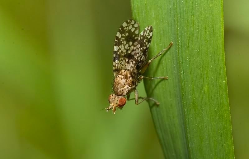 IMAGE: http://i62.photobucket.com/albums/h89/alliec_2006/fly2.jpg