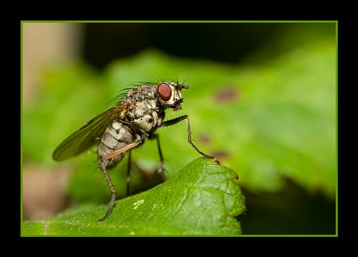 IMAGE: http://i62.photobucket.com/albums/h89/alliec_2006/fly2POTN.jpg