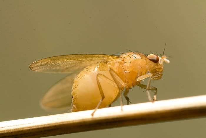 IMAGE: http://i62.photobucket.com/albums/h89/alliec_2006/fly3-1.jpg