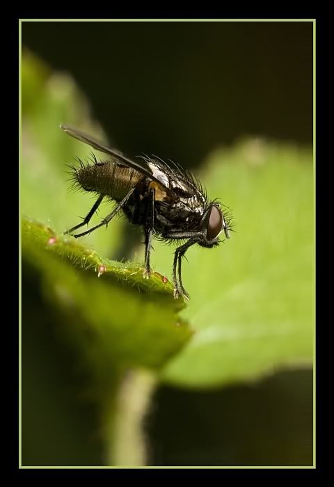 IMAGE: http://i62.photobucket.com/albums/h89/alliec_2006/flystackpotn.jpg