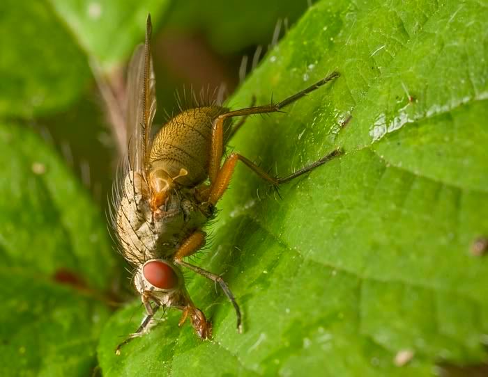 IMAGE: http://i62.photobucket.com/albums/h89/alliec_2006/flytongue.jpg