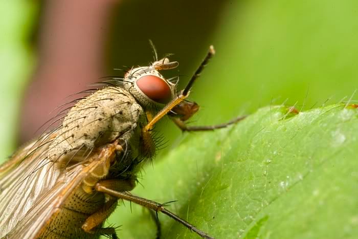 IMAGE: http://i62.photobucket.com/albums/h89/alliec_2006/flytongue1.jpg