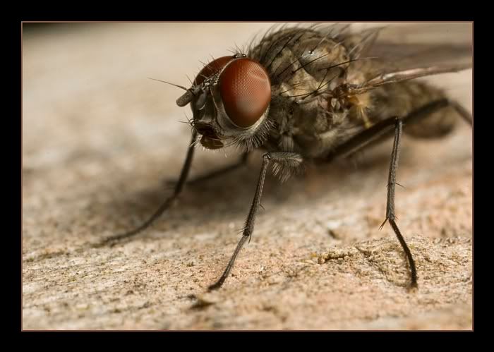 IMAGE: http://i62.photobucket.com/albums/h89/alliec_2006/flywithdentineye.jpg