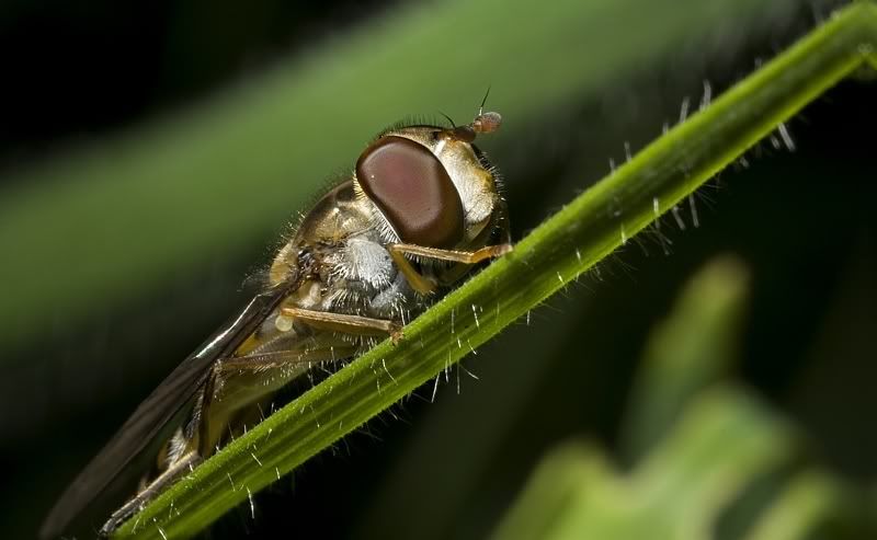 IMAGE: http://i62.photobucket.com/albums/h89/alliec_2006/focusstackcloned1.jpg