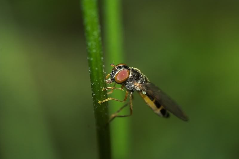 IMAGE: http://i62.photobucket.com/albums/h89/alliec_2006/hover-1.jpg