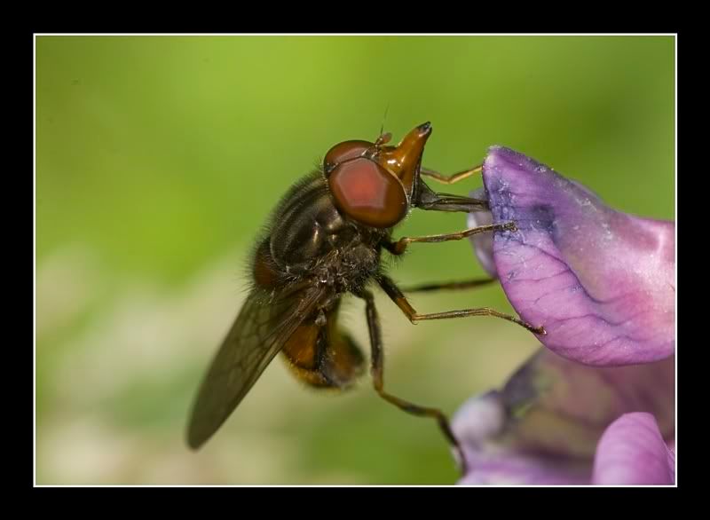 IMAGE: http://i62.photobucket.com/albums/h89/alliec_2006/hover-4.jpg