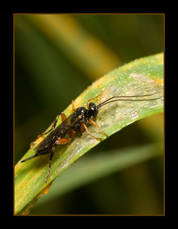 IMAGE: http://i62.photobucket.com/albums/h89/alliec_2006/inchumenwasppotn.jpg