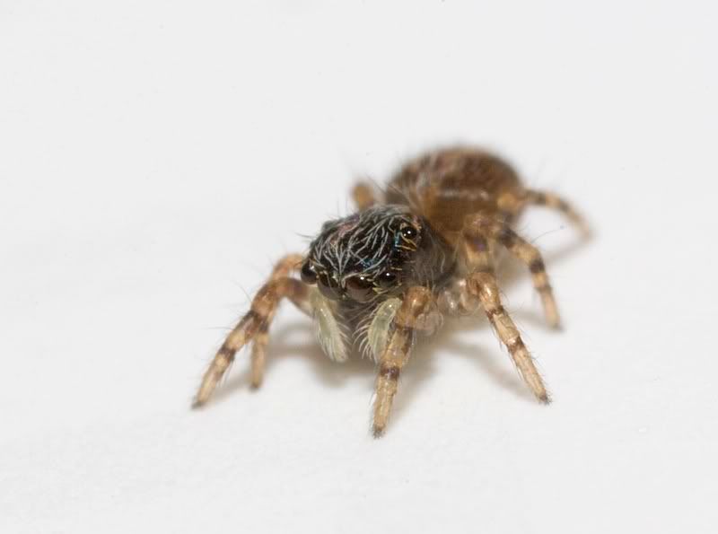 IMAGE: http://i62.photobucket.com/albums/h89/alliec_2006/jumper1-1.jpg