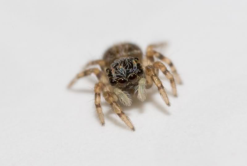 IMAGE: http://i62.photobucket.com/albums/h89/alliec_2006/jumper2.jpg