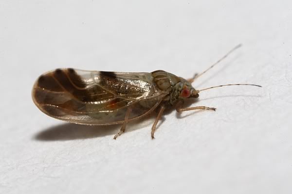 IMAGE: http://i62.photobucket.com/albums/h89/alliec_2006/jumpingplantlice1.jpg