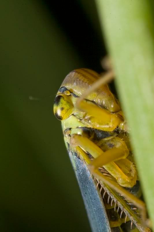 IMAGE: http://i62.photobucket.com/albums/h89/alliec_2006/leafhopper-1.jpg