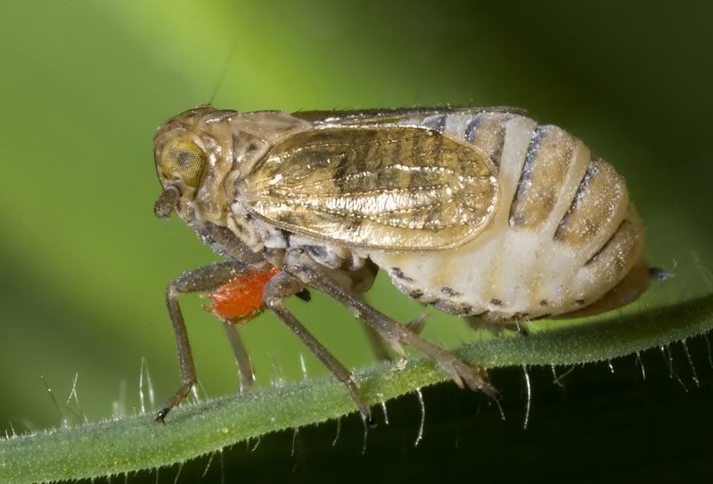 IMAGE: http://i62.photobucket.com/albums/h89/alliec_2006/leafhopper-2.jpg