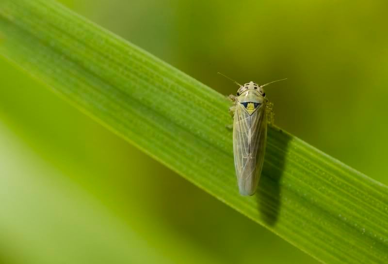 IMAGE: http://i62.photobucket.com/albums/h89/alliec_2006/leafhopper.jpg