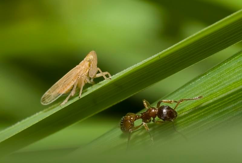 IMAGE: http://i62.photobucket.com/albums/h89/alliec_2006/leafhopper.jpg1.jpg