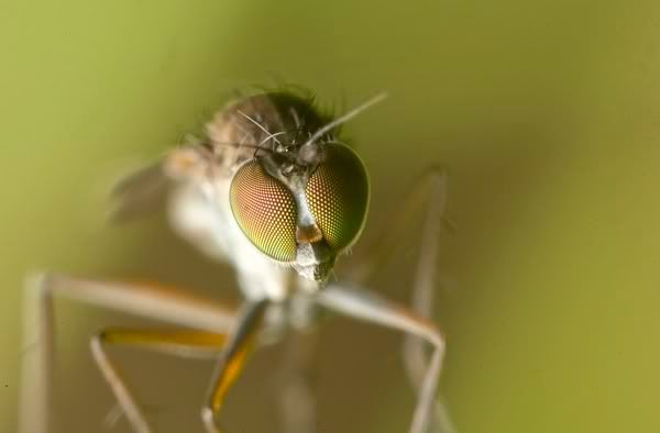 IMAGE: http://i62.photobucket.com/albums/h89/alliec_2006/llf1.jpg