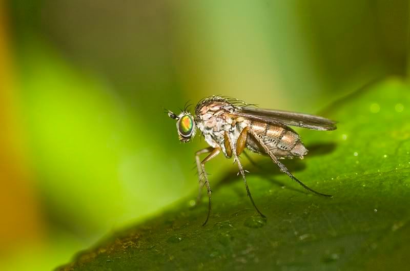 IMAGE: http://i62.photobucket.com/albums/h89/alliec_2006/llfly.jpg