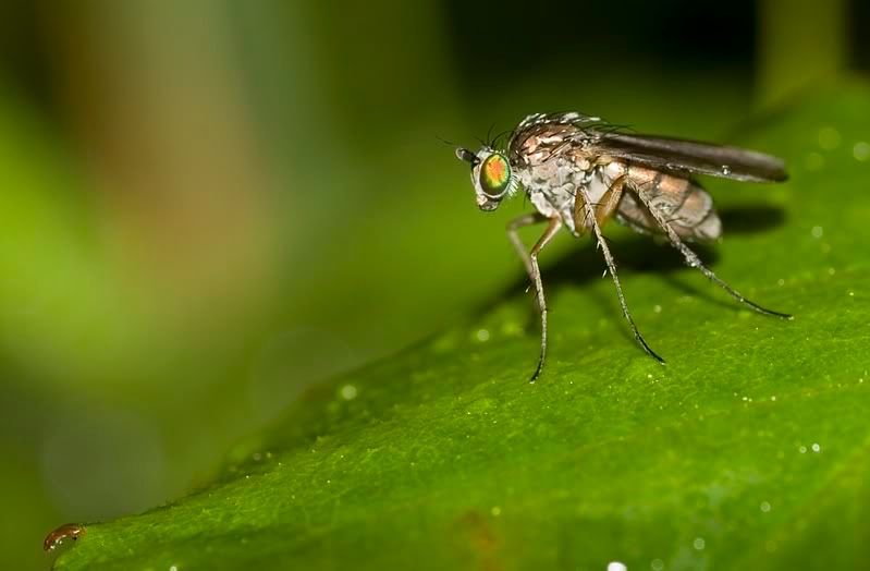 IMAGE: http://i62.photobucket.com/albums/h89/alliec_2006/llfly1.jpg