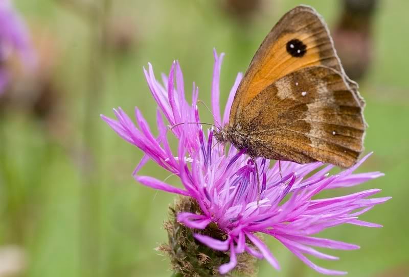 IMAGE: http://i62.photobucket.com/albums/h89/alliec_2006/meadowBrown-1.jpg