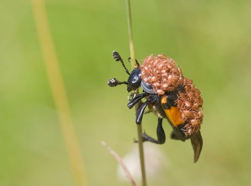 IMAGE: http://i62.photobucket.com/albums/h89/alliec_2006/mites.jpg