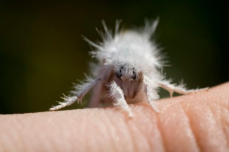 IMAGE: http://i62.photobucket.com/albums/h89/alliec_2006/moth1-1.jpg