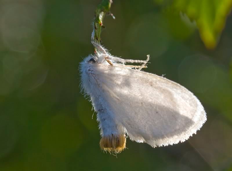 IMAGE: http://i62.photobucket.com/albums/h89/alliec_2006/moth2.jpg
