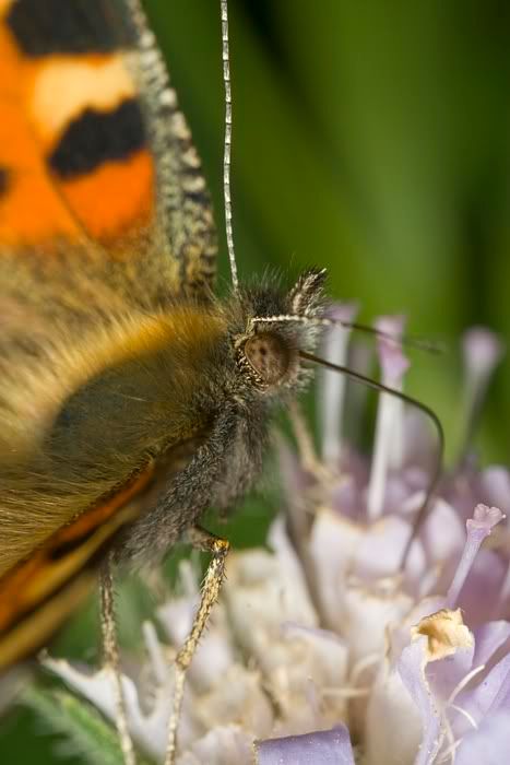 IMAGE: http://i62.photobucket.com/albums/h89/alliec_2006/paintedlady1.jpg