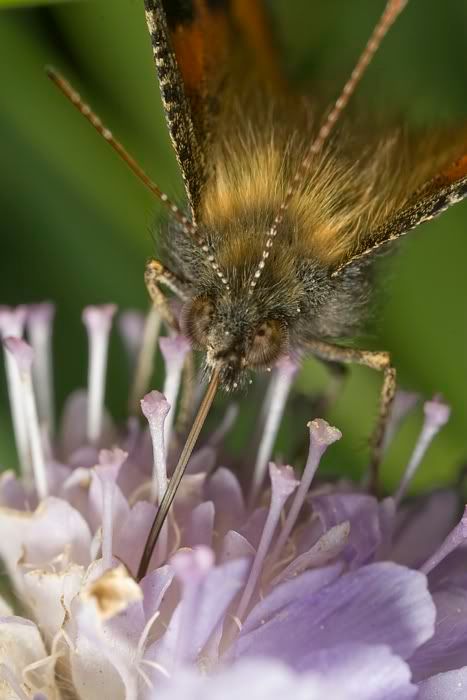 IMAGE: http://i62.photobucket.com/albums/h89/alliec_2006/paintedlady2.jpg