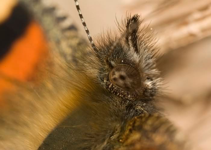 IMAGE: http://i62.photobucket.com/albums/h89/alliec_2006/paintedlady3.jpg