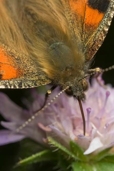 IMAGE: http://i62.photobucket.com/albums/h89/alliec_2006/paintedlady4.jpg